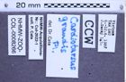 Etiketten zu Cardiotarsus grandis (Fleutiaux, 1940) (NHMW-ZOO-COL-0008266)